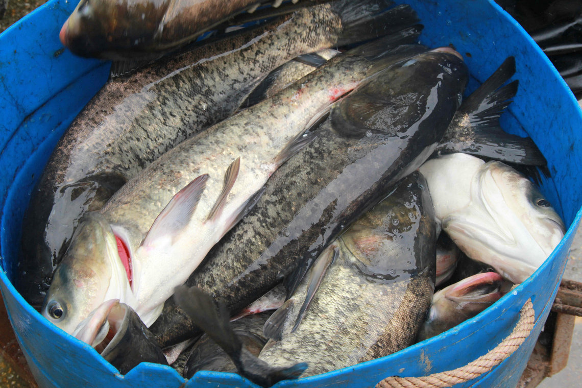 专业销售 各种生态鳙鱼 野生淡水鳙鱼 鲜活鳙鱼 优质大头鱼