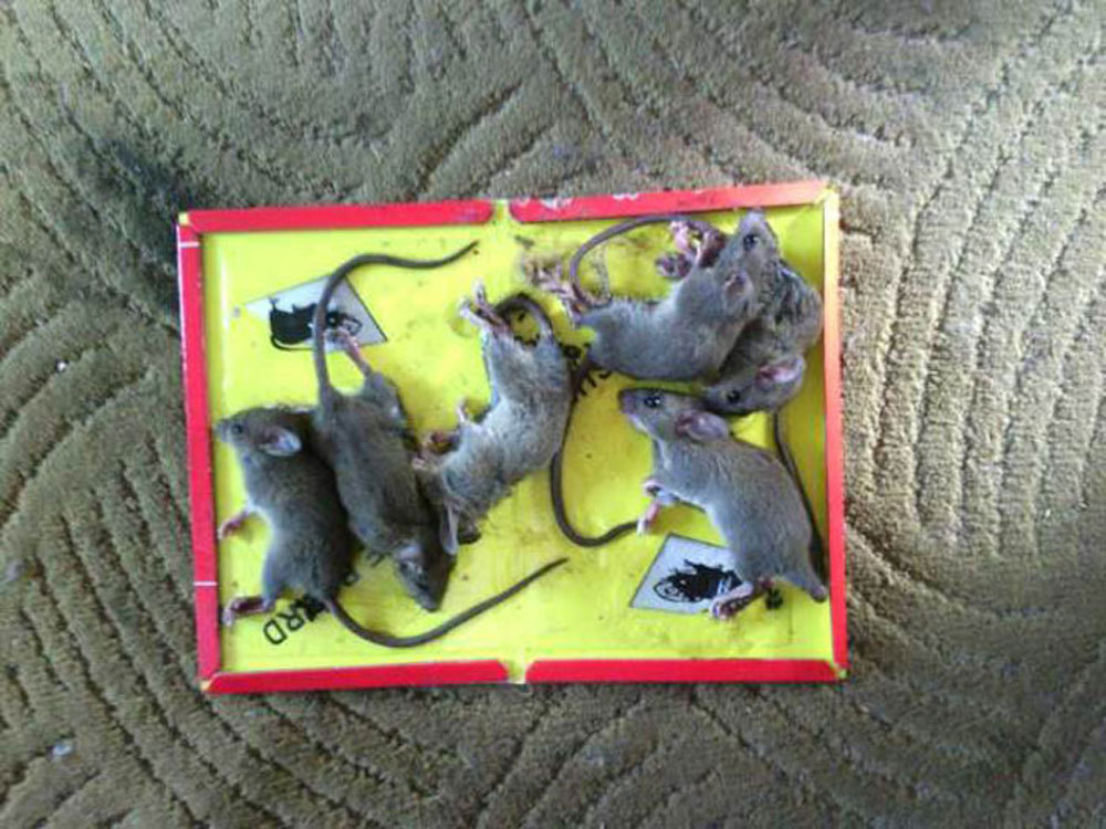 工厂直销 超低价 引诱功效 强力粘鼠板简易装老鼠贴