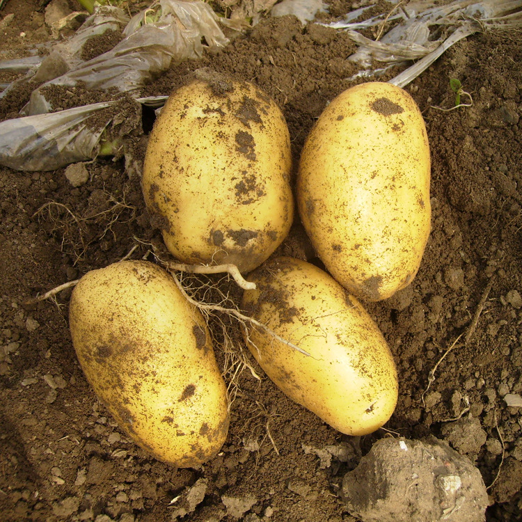 大量供应 优质荷兰7号 无公害绿色土豆 原生态种植【图】