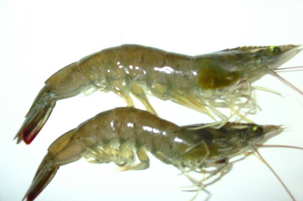 深圳冷冻海鲜水产批发 湛江优质白对虾 速冻白对虾批发 产地货源