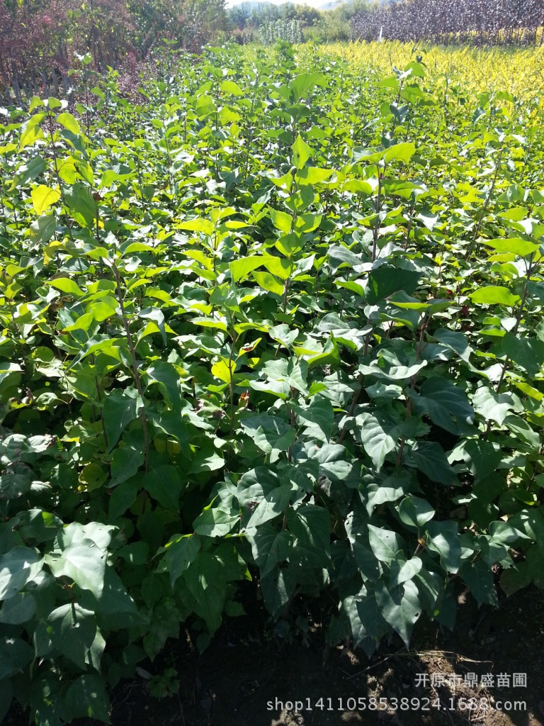 丁香,丁香小苗,四季,小叶,紫丁香,红丁香小苗大量价格优惠