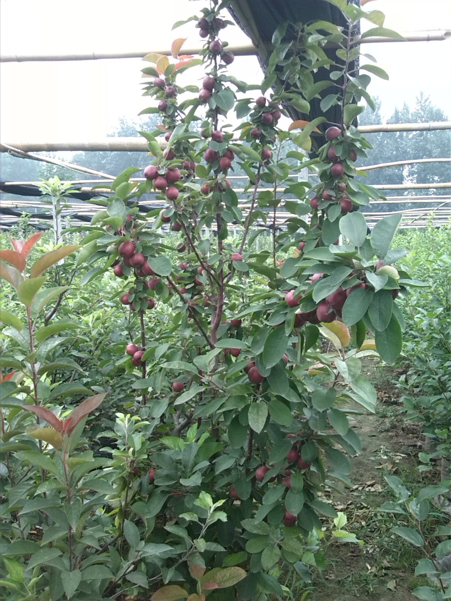 批发芭蕾柱状苹果苗 柱状苹果树 柱状苹果树苗 苹果树苗批发