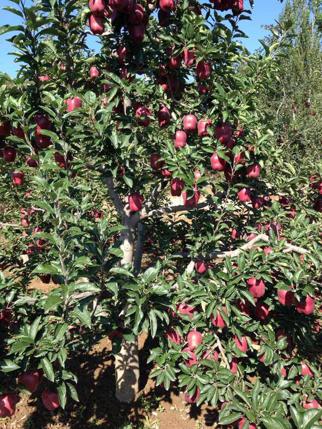 蛇果,红富士,黄元帅 苹果批发!