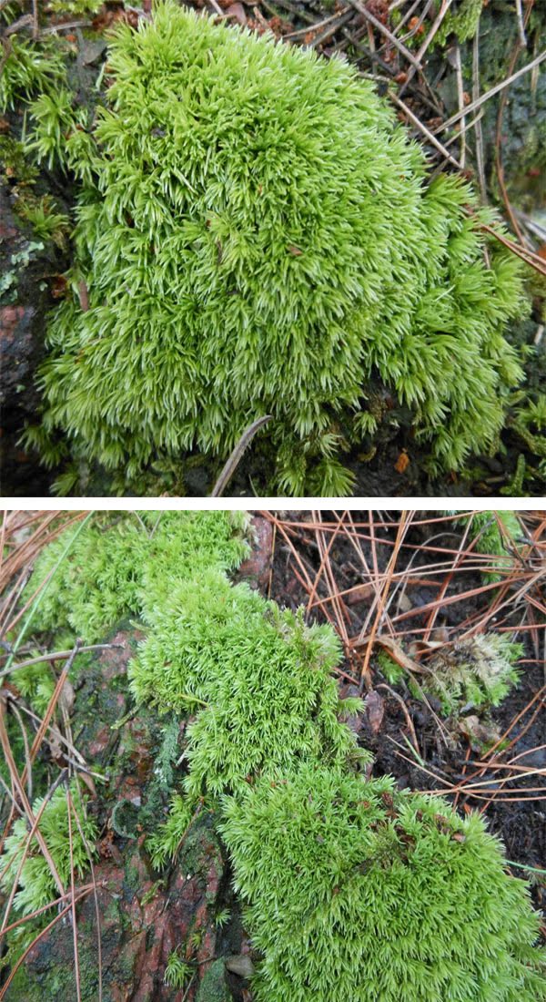 微景观专用苔藓植物 苔藓小白发【袋装藓】 diy组装素材配件批发