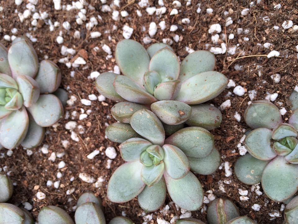 多肉植物 双头玉葡萄 实拍图片