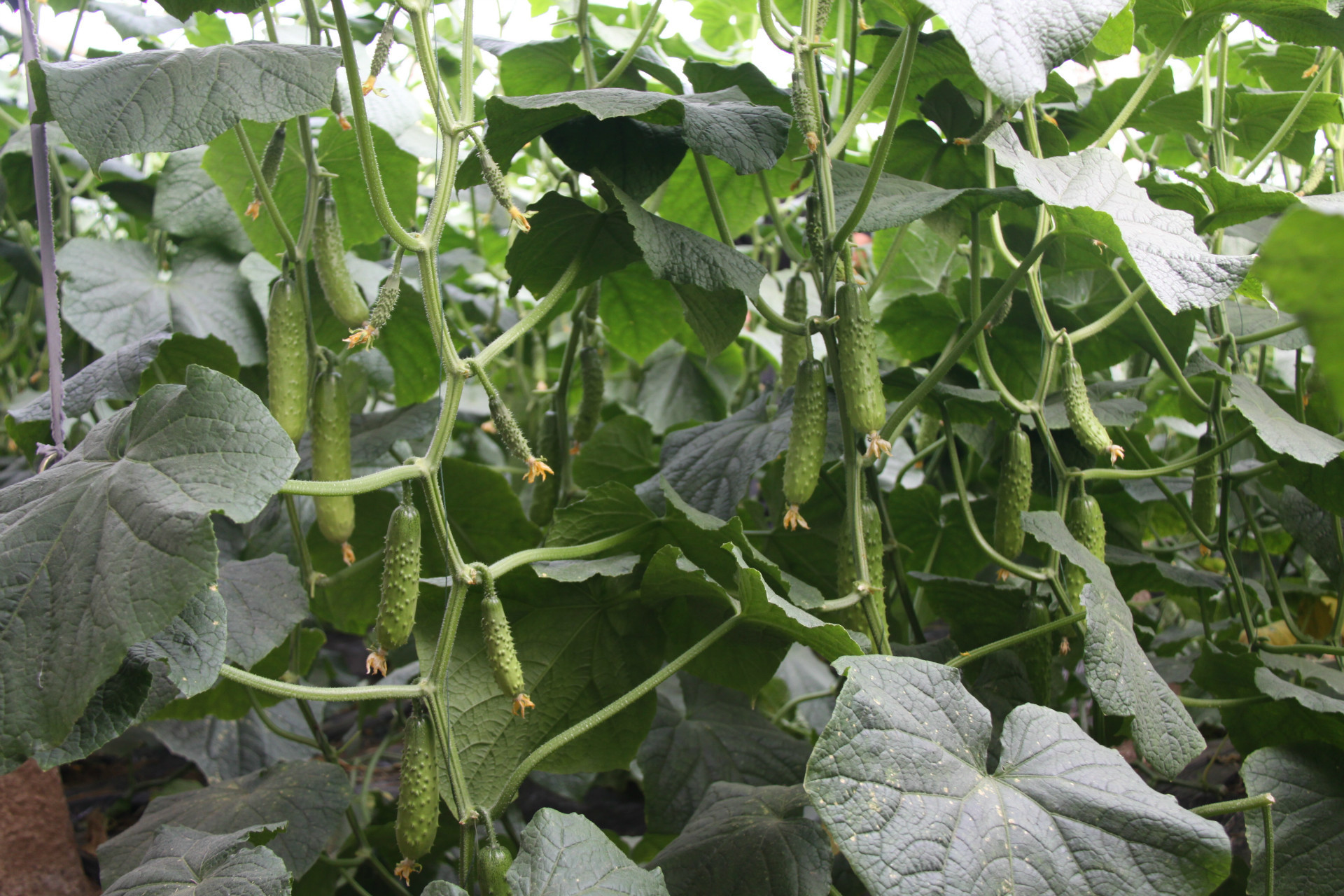 海诺一号大刺瘤大苞大刺高产抗病清脆爽口水果旱黄瓜种子