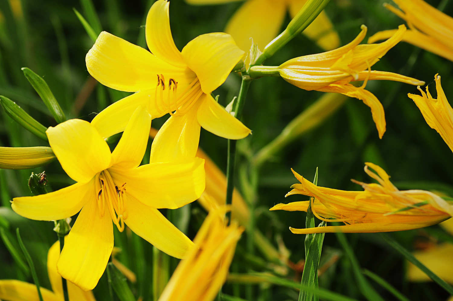产地供应 黄花菜 金针菜 本色 原味 含苞待放 干菜