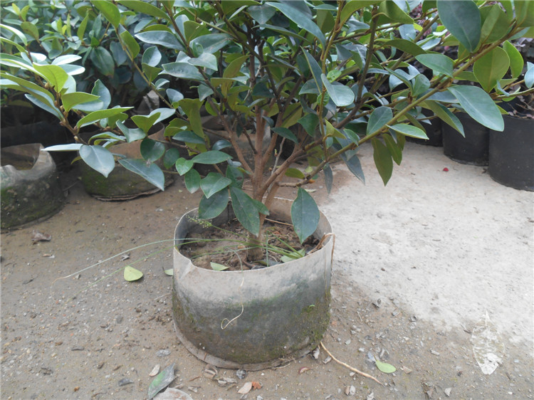 金三角/含笑/h0.6m/冠幅0.6m/布袋图片_11