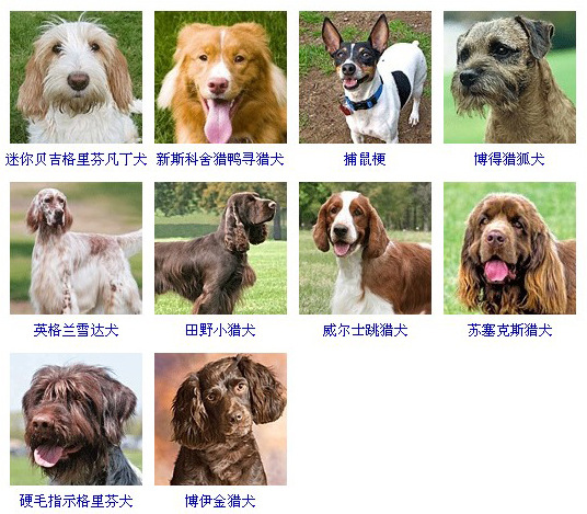 小型犬品种大全带名字,小型犬图片大全,小猎犬品种_大山谷图库