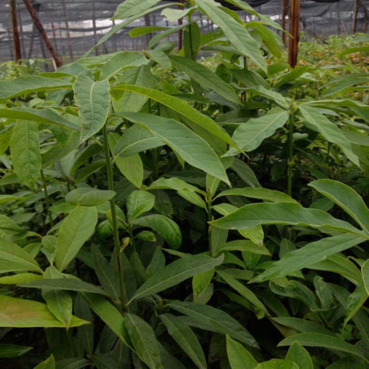 基地供应大叶桢楠工程绿化量大优惠