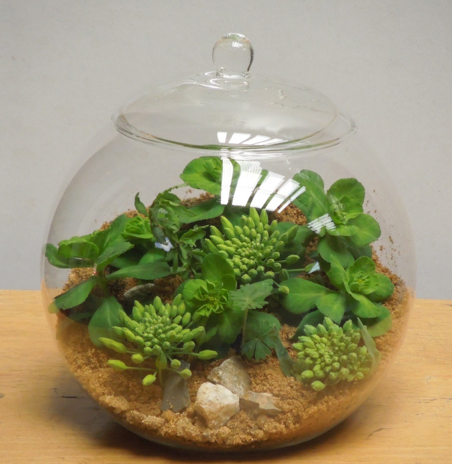 特大号 微景观生态瓶创意盆栽 办公室植物玻璃花瓶 玻璃鱼缸