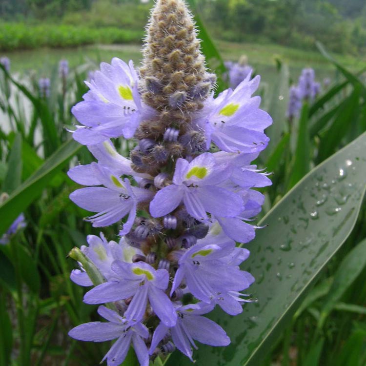 梭鱼草 北美梭鱼草 水生花卉 水生植物