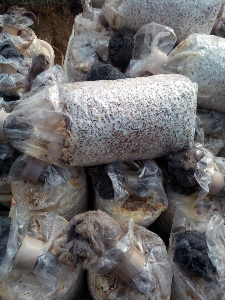 基地供应出口级养生食品黑皮鸡枞菌干品