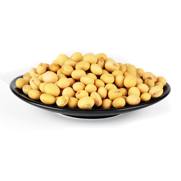 大粒黄豆图片_3