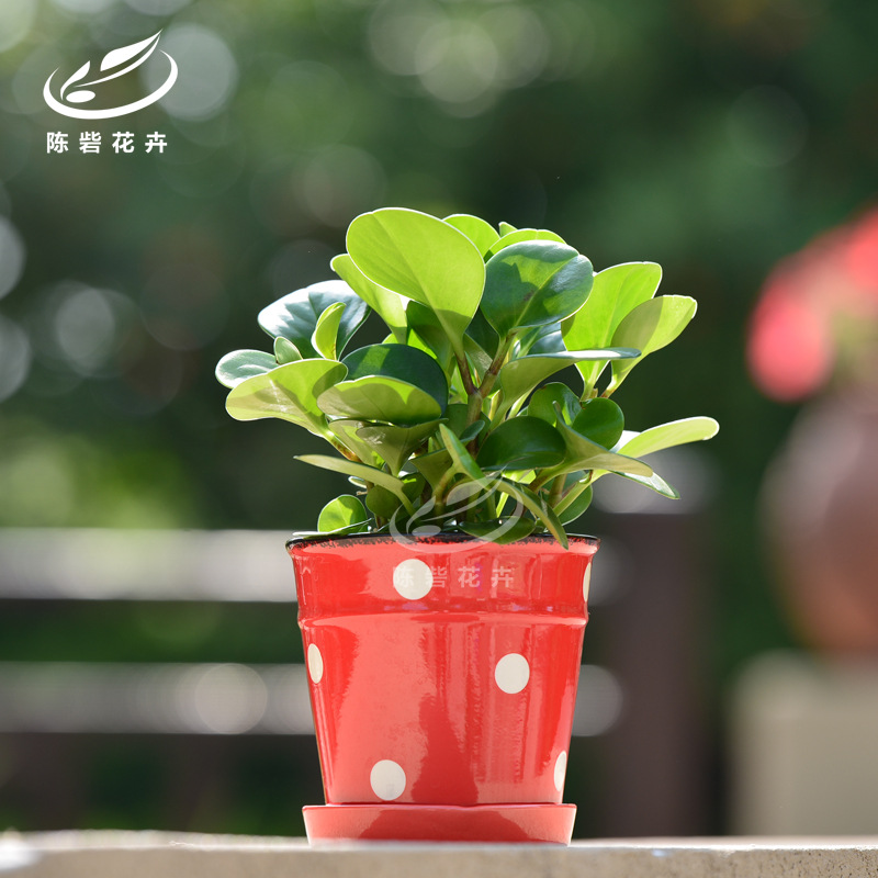 碧玉 室内办公室防辐射绿植 盆栽花卉