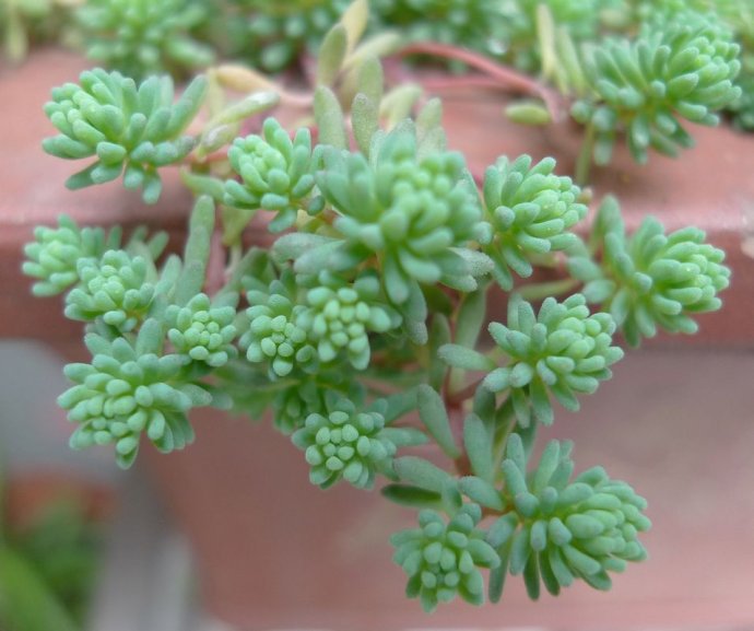 萬年草/蓬蓬草/小肉肉草/蘑菇頭/井榦草圖片_3