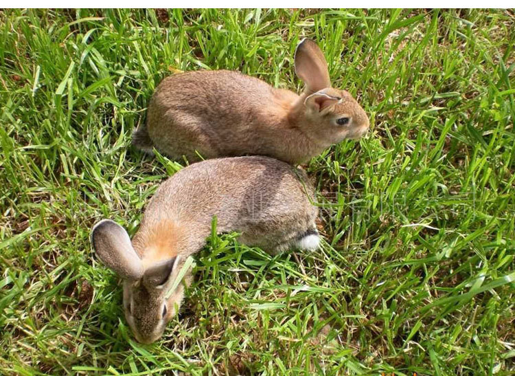 酒店餐饮专供兔子肉郎岱特色兔子农家散养绿色食品食用安全