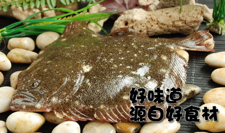 多寶魚 速凍多寶魚水產海鮮 海魚冷凍水產 全國供應鮮活海魚類