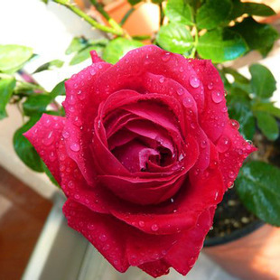 新品上架 月季 浓香型 吉普赛女郎 庭院种植观花植物 量大从优