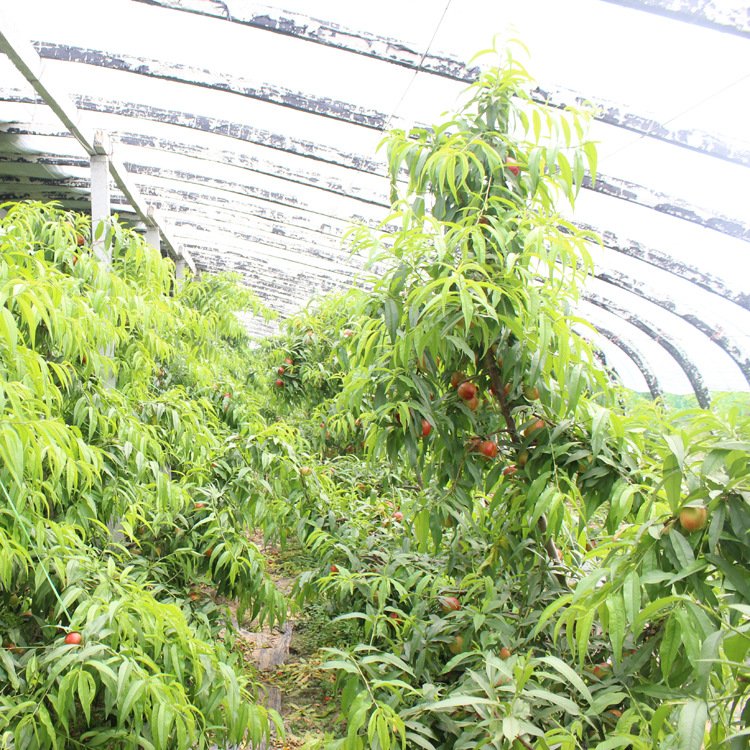 新品春季油桃 新鲜大红桃子 国产油桃 江苏徐州丰县_丰县理想果蔬种植