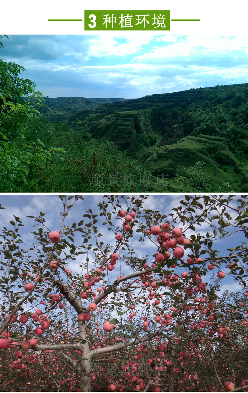 塬景 陕西洛川红富士苹果 脆甜水多汁果24个80mm 10斤装 产地直供