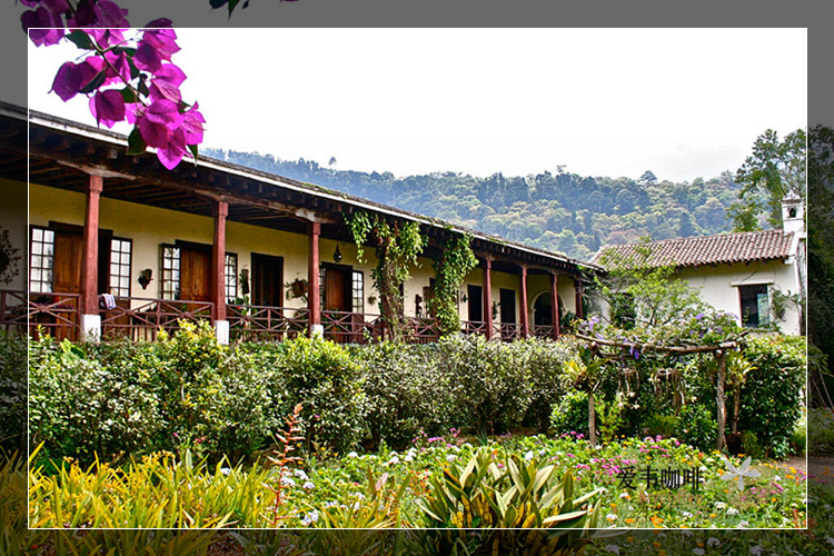 爱韦 巴拿马翡翠庄园帕米拉 现磨纯黑咖啡粉挂耳咖啡 批发 可贴牌