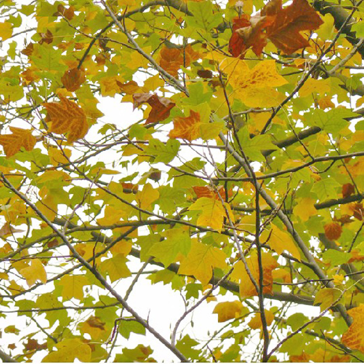 园林绿化苗木行道树 马褂木 杂交马褂木 园林行道树 - 苗木批发交易网