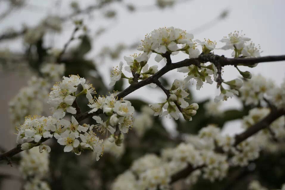 在三月里盛开的李子花,团团簇簇的树枝上的白色云朵