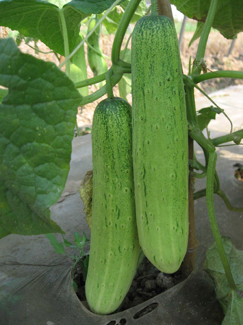 批发零售黄瓜种子 四季黄瓜种荷兰小白黄瓜 大量供应水果蔬菜种子