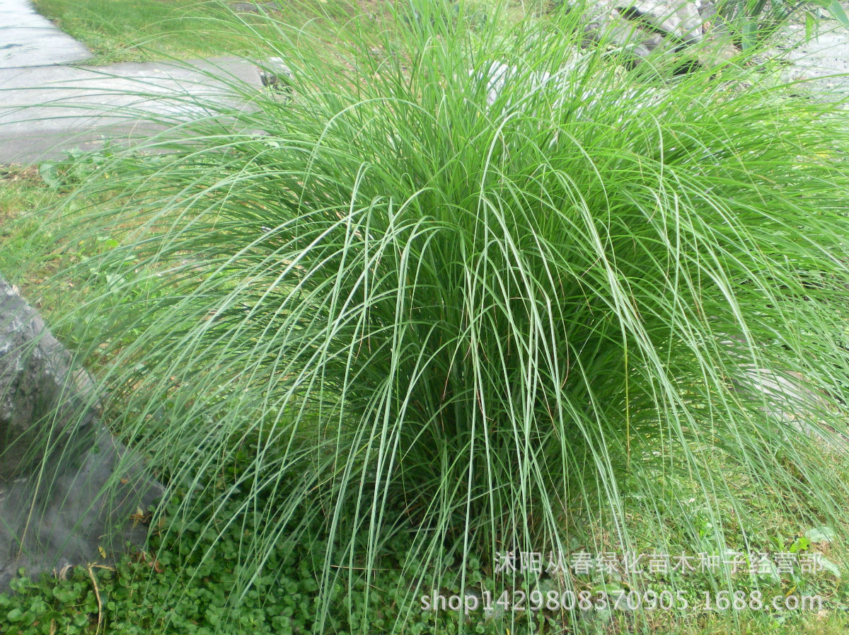 优质水生植物苗多年生水生植物细叶芒草观叶水生类植物细叶芒
