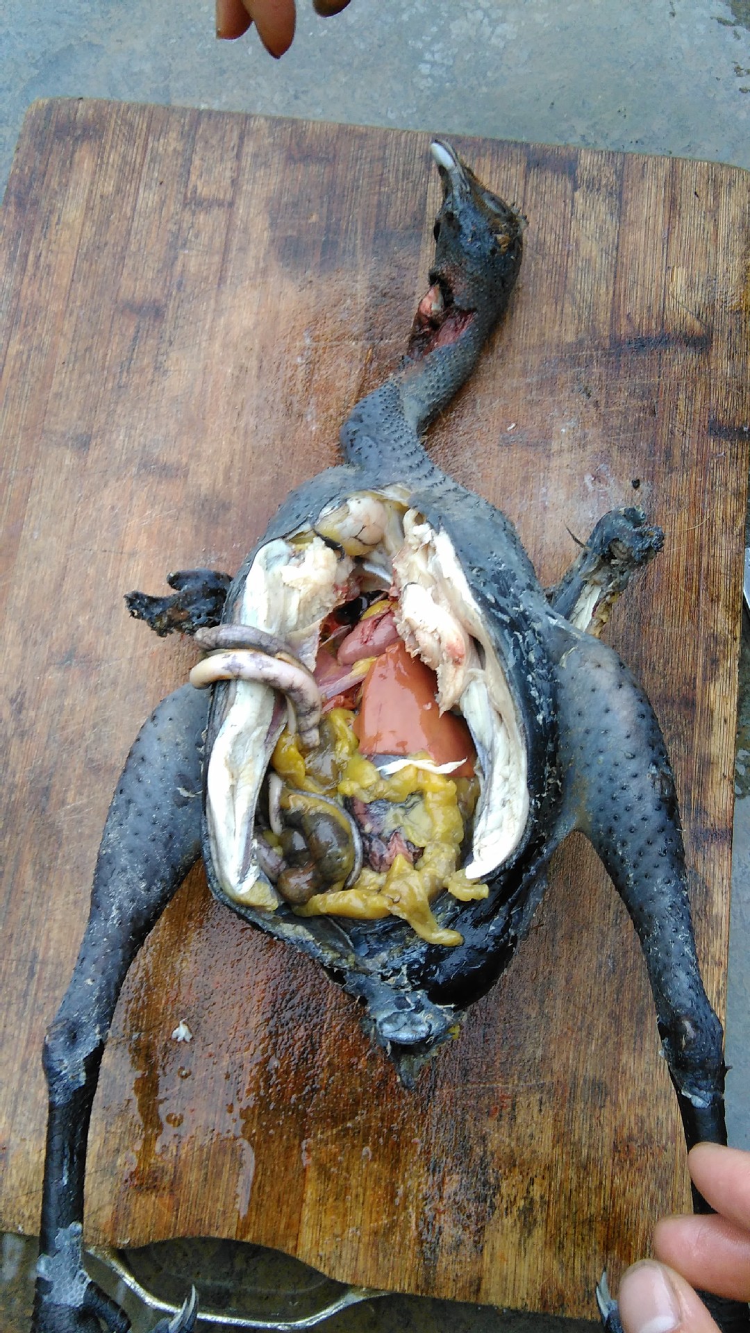 乌鸡肉还是那嫩,看到那黄色的都就鸡油,只有吃粮食的鸡那鸡油都颜色