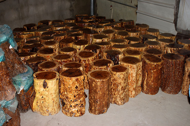 天然枣木墩子 实木树根 根雕茶几茶盘配套凳子椅子 厂家特价批发