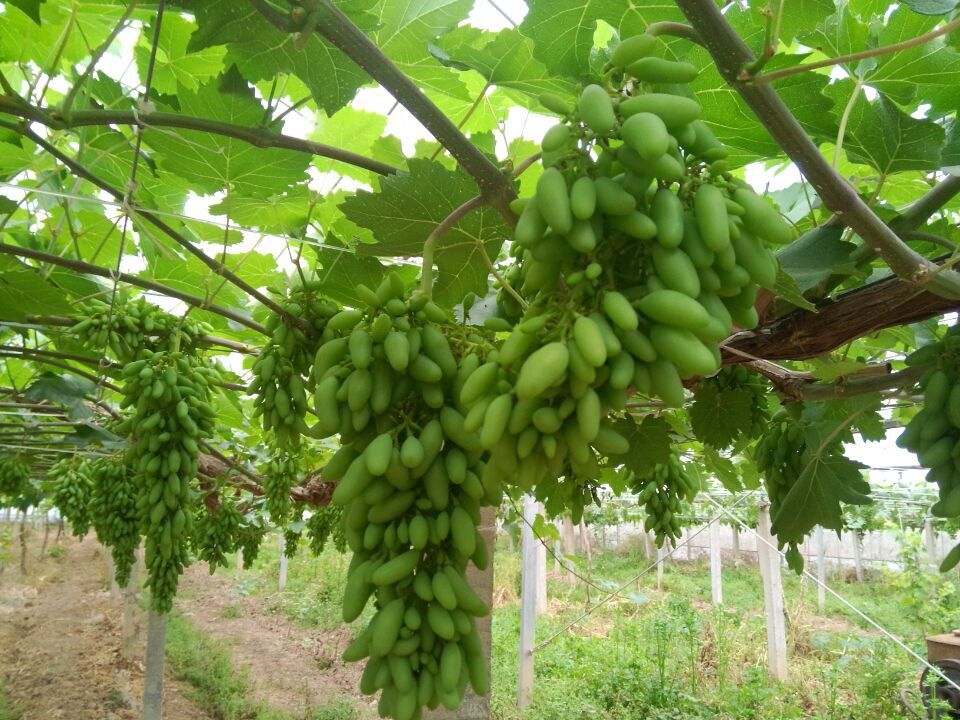 江苏特级金手指提子葡萄4斤/箱果园直供新鲜采摘青提水果包邮