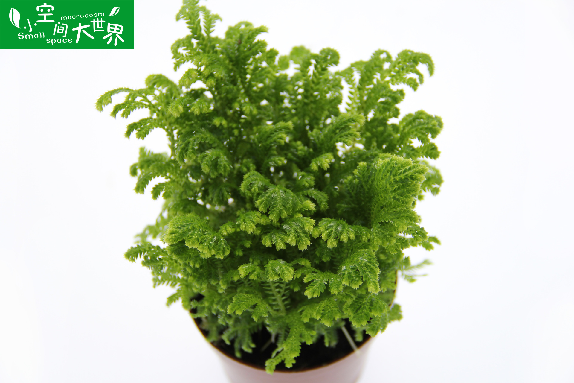 苔藓微景观制作蕨类植物 微景观植物 荧光珊瑚蕨 批发 造景盆栽