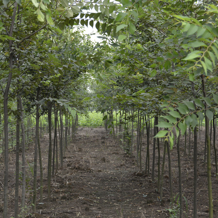 低價綠化紅櫸樹庭院綠化苗庭院植物量大優惠價格從優