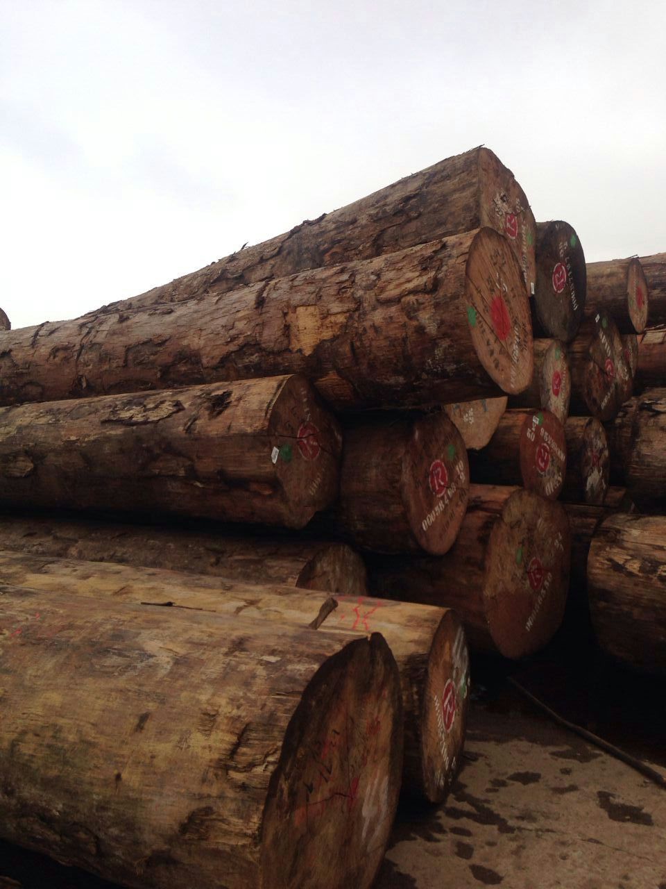 非洲黄榄仁木金丝柚木一手货源精品大径张家港原木批发东南亚胡桃