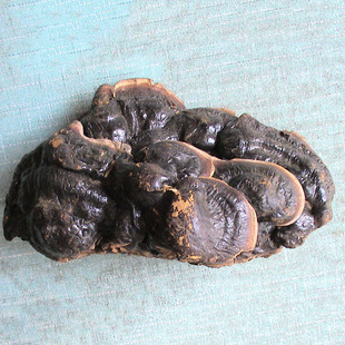 野生无柄紫芝 无柄特级野生紫灵芝 正品紫芝干货平盖灵芝高品质