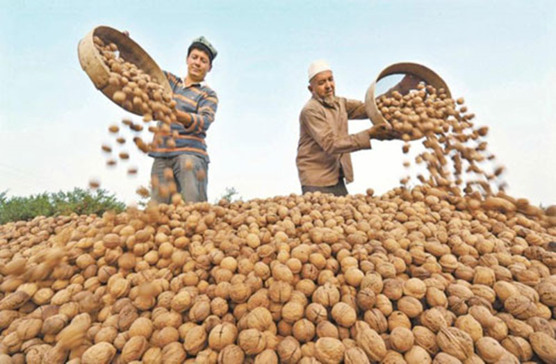 新疆特产 33纸皮核桃 新疆薄皮核桃 产地直销优质核桃500克20元