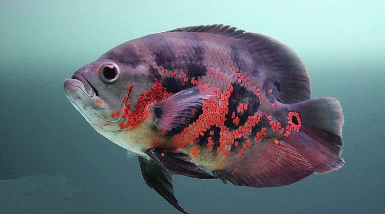 河南信阳热带观赏鱼批发鱼苗成品鱼黑地图白地图 猪仔鱼星丽鱼 花猪鱼