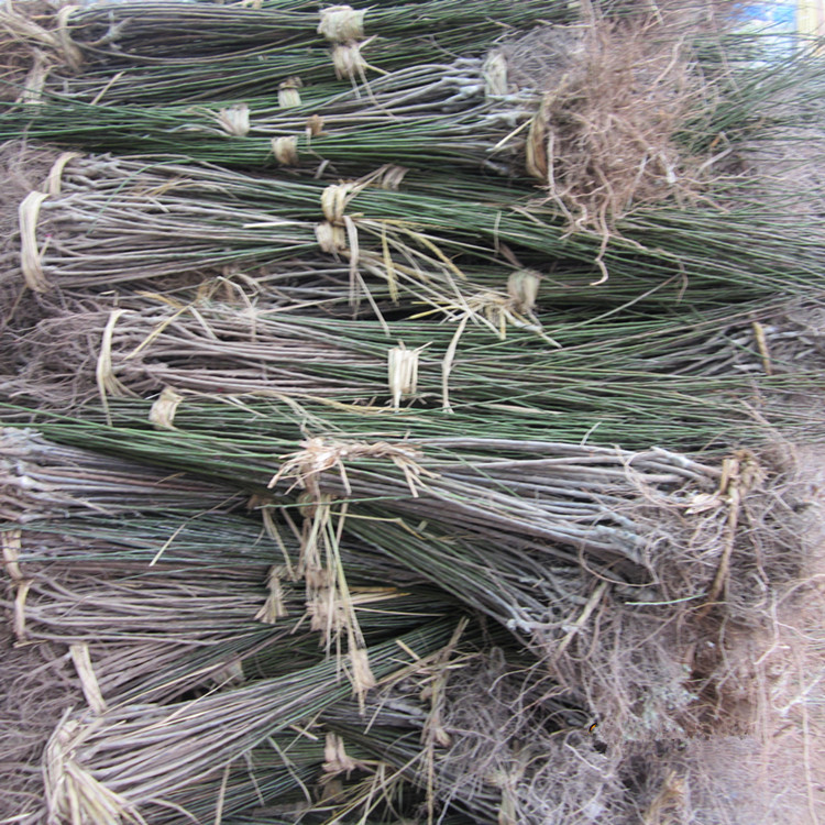 批发彩色绿化苗木赤枫树苗 赤峰小苗 红枫 新品种 成活率高