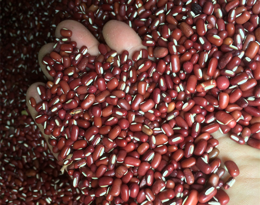 批发赤小豆 正品赤豆 药用赤豆子长粒 爬山虎种子特价促销