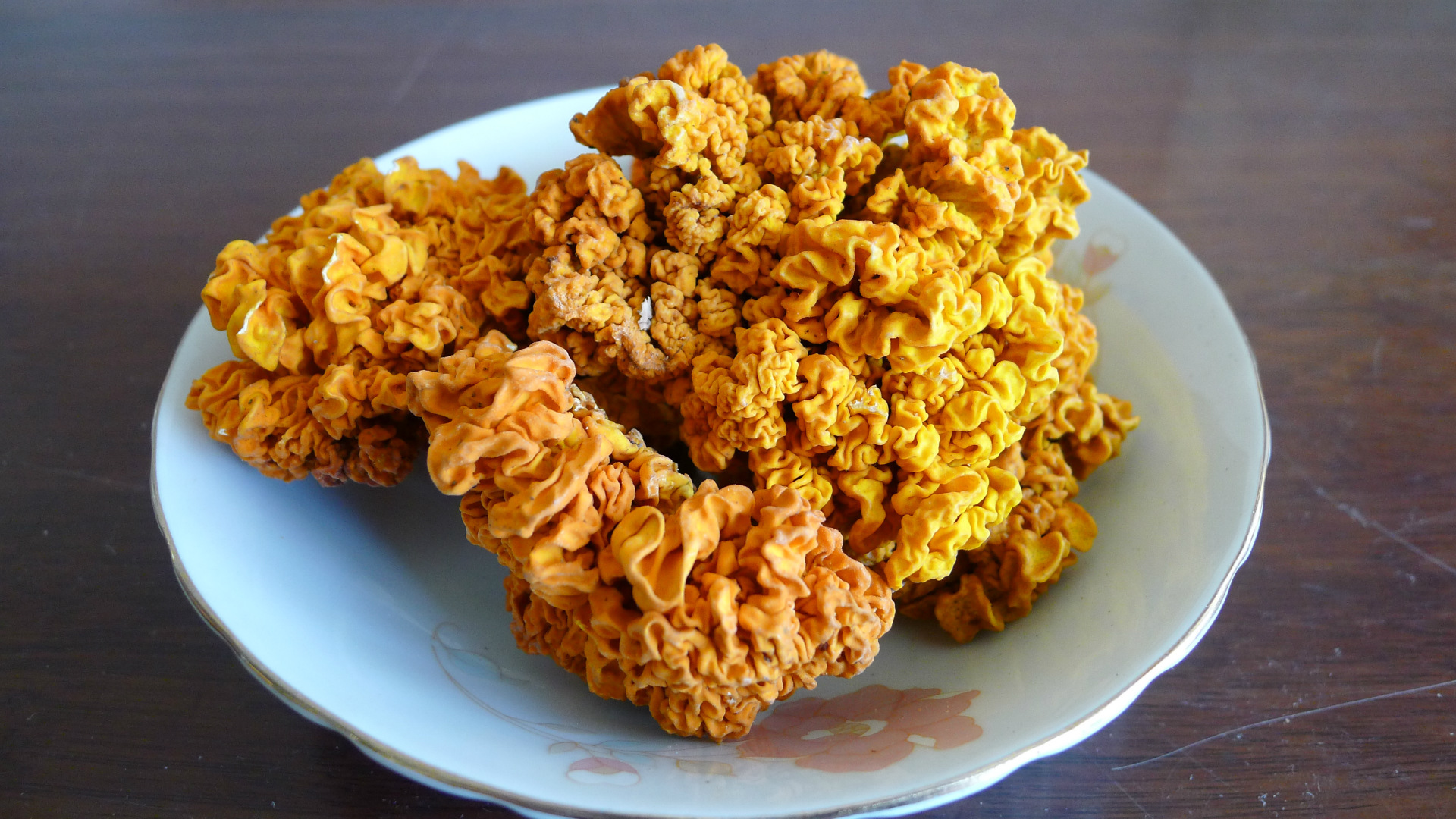 云南野生金耳菌 黄木耳菌 金耳干货 2015年j黄金耳新货 金耳批发