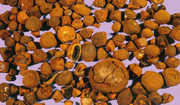 天然牛黄冷背奇中药材 天然牛黄/牛黄 动物原药材