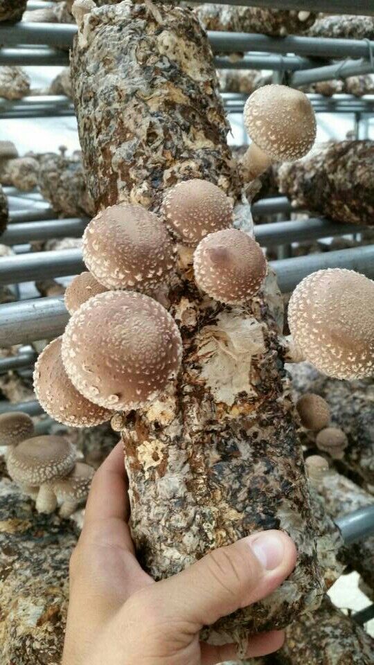 山东惠和一级菌菇棒(香菇棒)惠和1号(国内供货优质便宜)