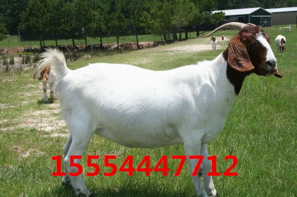 5代波尔山羊母羊_副本