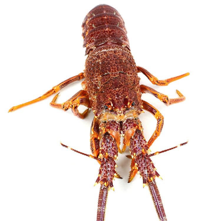 批发销售 鲜活进口澳洲大龙虾 冷冻澳洲龙虾 野生深海海鲜