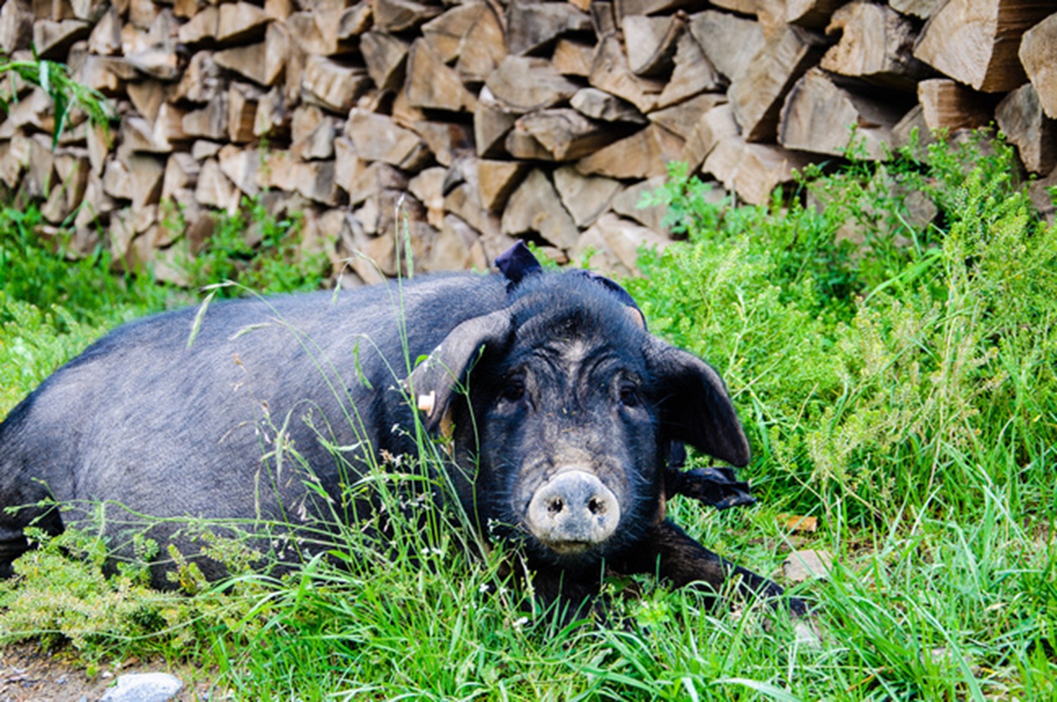 在甘南川北四处游荡还好有小嘉陪我