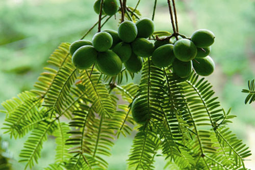 批发榧子中药材香榧子 新产药用极子 非食用现货促销特价满包邮