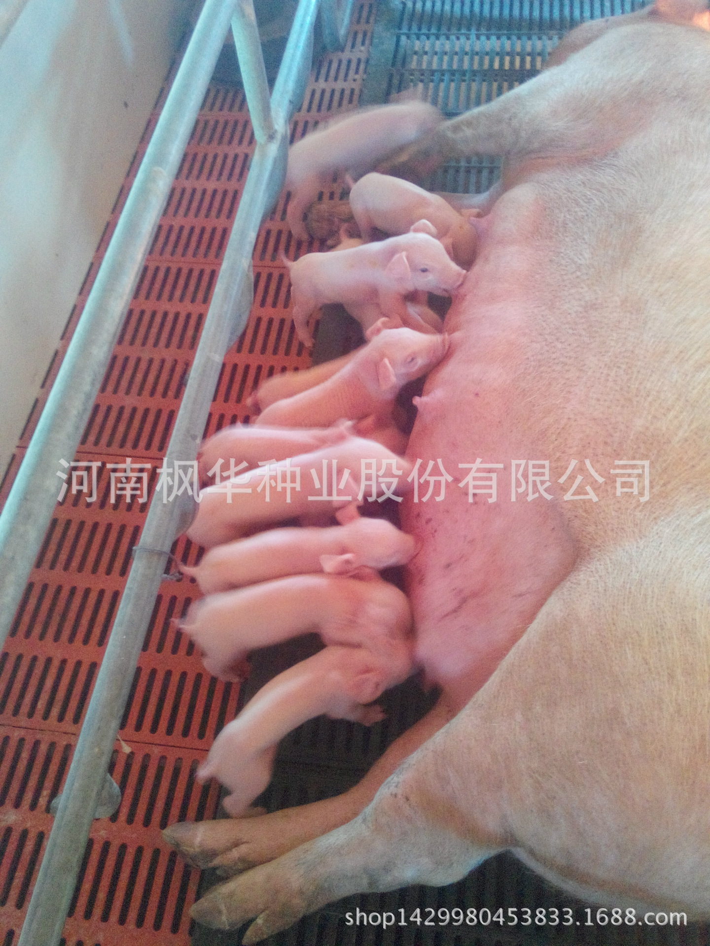 什么猪是红毛白 红毛白猪做母猪行吗