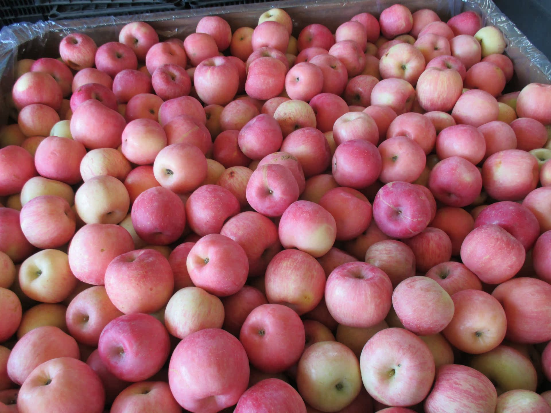 山东烟台供应出口级红富士苹果,脆甜,新鲜水果价格 - 中国供应商移动